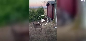 В Швеции домашняя кошка прогнала оленя из сада