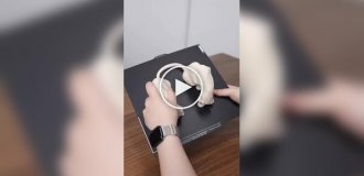 Парень сделал из своего кота настоящего качка