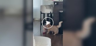 Самостійний кіт вирішив сам себе годувати