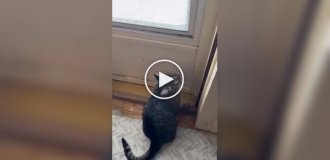 Кот ругается, когда видит снег