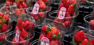 Why do the Japanese need luxury fruits (8 photos)