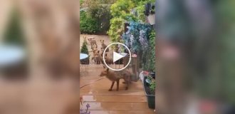 Woman has been feeding foxes in the yard of the house for many years