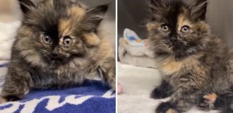 California Kitten "Inflated Like a Balloon" Due to Tracheal Damage (3 photos + 1 video)