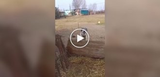 Пес наказал провокатора