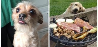 22 cute beggars who cannot be denied an unscheduled loan yummy (23 photos)