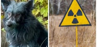 Dogs with Blue Fur Spotted in the Chernobyl Exclusion Zone (3 photos + 1 video)