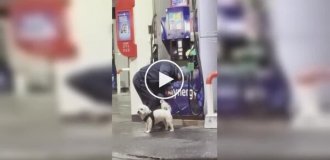 Нестандартная мойка собаки