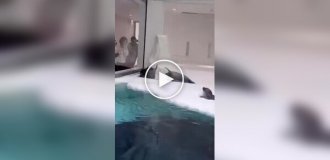 Funny seal fight