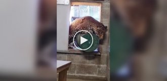 Хозяйственный ягуар