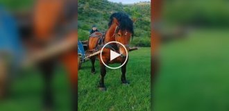 Так виглядає кінь породи румунський важковоз і напрямок поїздки явно вибирає він