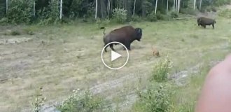 Хорошая попытка: питбуль переоценил свои силы, когда решил напасть на бизона