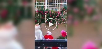 Творческие разногласия в кошачьем дуэте