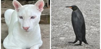 25 животных и растений, которые вышли за пределы цветовых стандартов (26 фото)