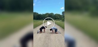 Как разные живые существа реагируют друг на друга при встрече