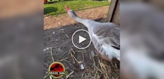 У гуся прокинулася генетична пам'ять