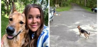 A woman chased a bear chasing her pet (5 photos + 1 video)