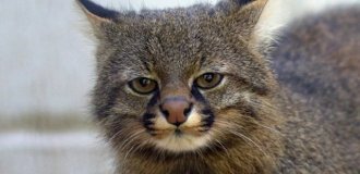 Панамская кошка — главный конкурент тибетских лисов (3 фото)