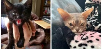 Сейчас будет кусь! 15 смешных фото сердитых кошек (16 фото)