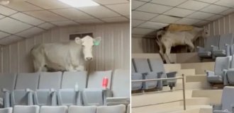 Корова устроила погром, пытаясь сбежать с животноводческого аукциона (4 фото + 1 видео)
