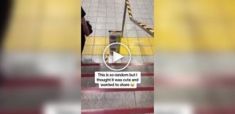 Ласточка свила гнездо в метро