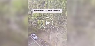 Дятел мешает мужчине заснуть