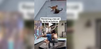 Коты те еще рестлеры