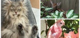 30 снимков животных для хорошего настроения (31 фото)