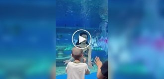 Mermaids in the modern world