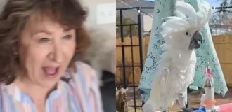 Попугай спустя 10 лет слепоты впервые увидел хозяйку после операции: трогательная реакция (2 фото + 1 видео)