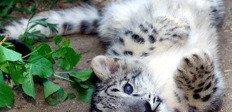 Котята хищных кошек такие мимими (25 фото)