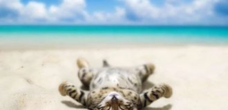Даже они на отдыхе, а ты нет: фотографии котиков, которые вызовут зависть (15 фото)