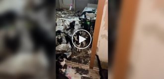 После смерти пенсионерки в квартире обнаружили около 80 кошек