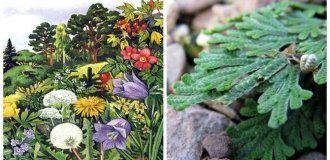 5 amazing plants of our planet - living mysteries of nature (7 photos)