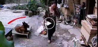 A dog deprived the hostess of dinner and released a chicken to freedom