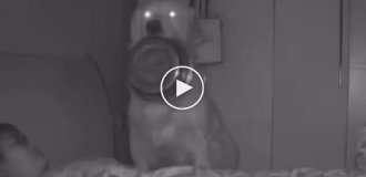 A hungry dog ​​scared the owner