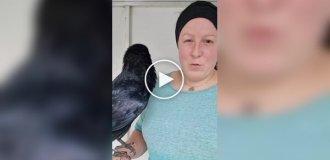 Ручной ворон поражает всех своим человеческим голосом