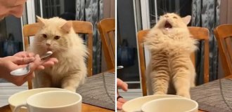 Can cats eat ice cream and why do they react so strangely to it (6 photos + 1 video)