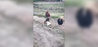Ребенок донес сбежавшую курицу, несмотря на конфуз