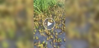 Frog mating season