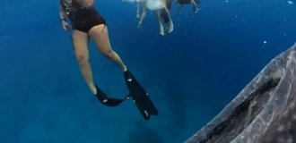A tourist was scared by a close encounter with a whale shark (4 photos + 1 video)