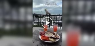 Дівчина пошкодувала, що пригостила папугу печивом