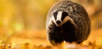Барсук: единственный, кто выходит из спячки толстым и сытым, пока другие звери истощены (7 фото)