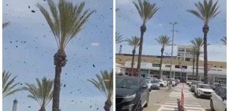 Рой пчел атаковал торговый центр в Израиле (3 фото + 1 видео)