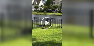 Alligator tries to climb over the fence