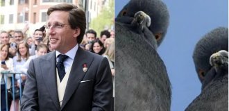 A Madrid pigeon decided to correct the mayor's speech (1 photo + 1 video)