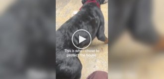 Необычная реакция собаки на черепаху