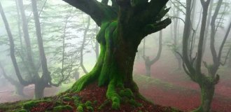 The Enchanted Forest of Spain's Basque Country (10 Photos)