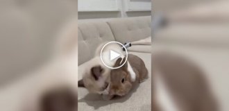 Дивовижна дружба: коти та кролики