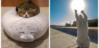 20 проверенных приёмов кототерапии, которые избавят от стресса и подарят заряд энергии (21 фото)