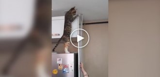 Пушистые помощники